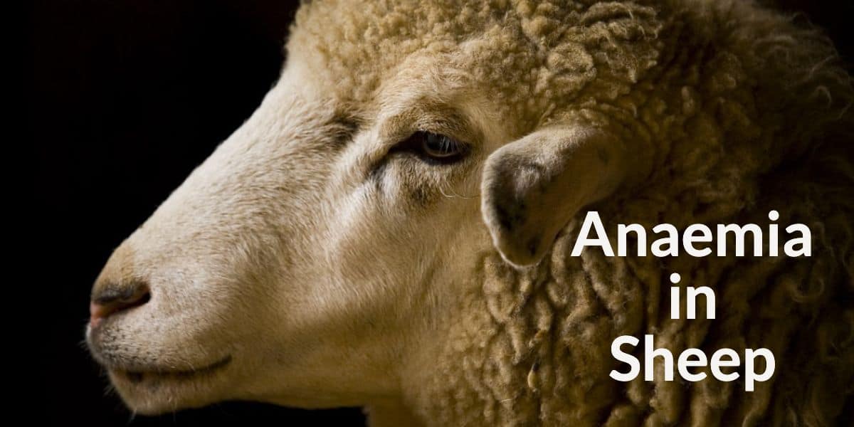 Anaemia In Sheep
