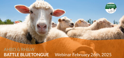 BB Bluetongue Vaccination Webinar8mHXcmj