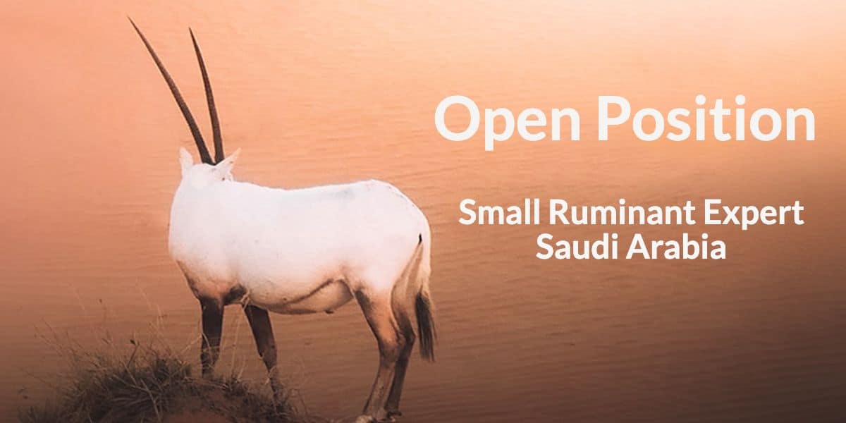 Open Position Small Ruminant Expert Saudi Arabia